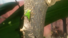 Umbonia
