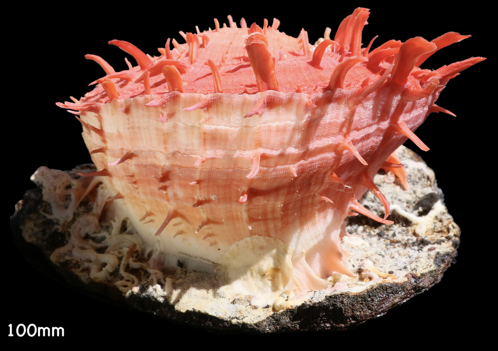 Spondylus senegalensis
