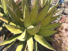 Agave angustiarum