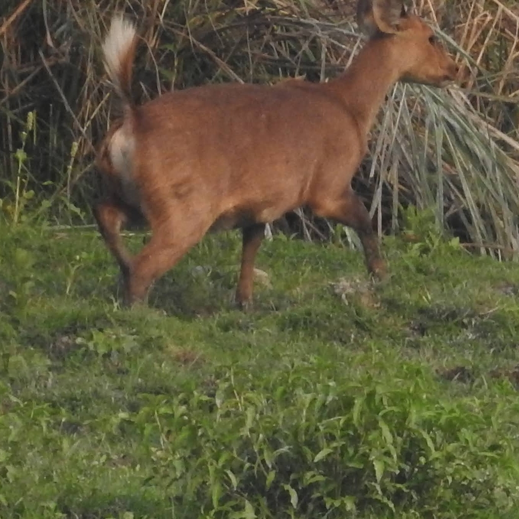 Axis porcinus porcinus, Assam, IN, by vandanjhaveri