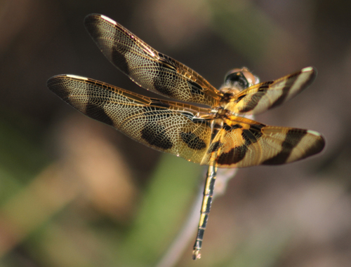 Halloween Pennant, photo 7 of 7