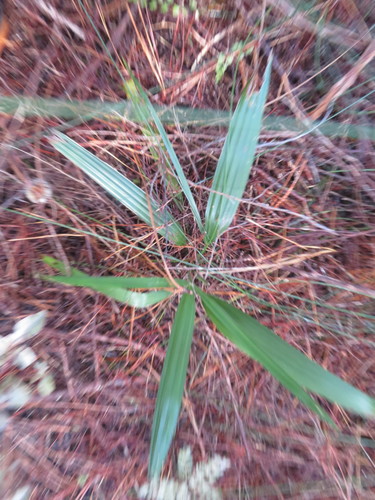 Trachycarpus fortunei