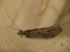 Ypsolopha vittella