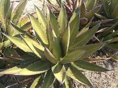 Agave angustiarum