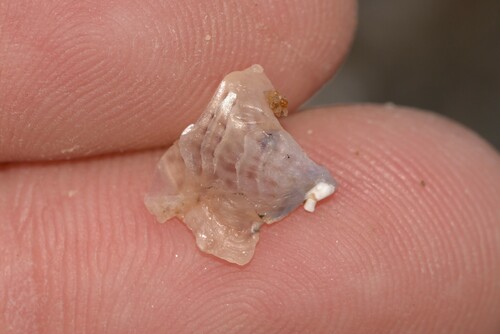 Malleus regula observed 2024-09-22
