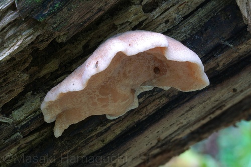 Gloeostereum incarnatum