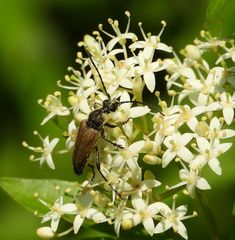 Trigonarthris