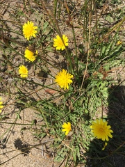 Agoseris apargioides