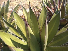 Agave angustiarum