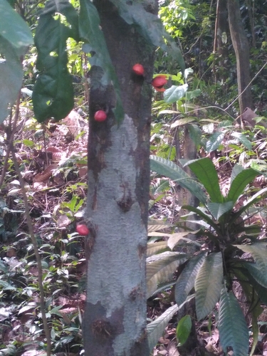 Epicharis cuneata observed 2024-10-02