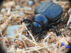 Pimelia angusticollis