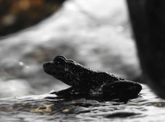 Amolops hongkongensis