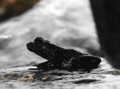 Amolops hongkongensis