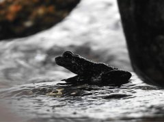 Amolops hongkongensis