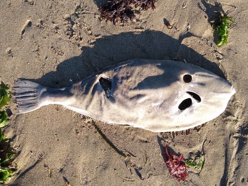 Batfish (Aluterus monoceros) — Monacanthidae — 2