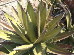 Agave angustiarum