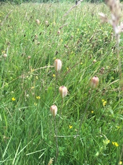 Fritillaria