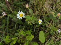 Aphanostephus skirrhobasis thalassius