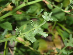 Cakile maritima maritima