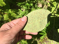 Mycosphaerella effigurata