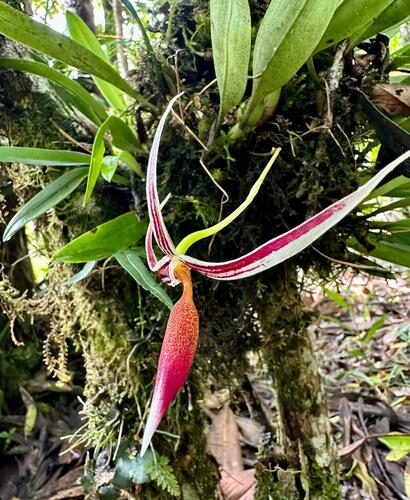Bulbophyllum aristilabre J.J.Sm.
