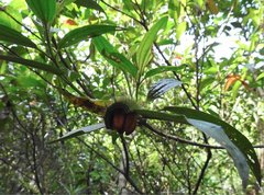 Melastoma sanguineum