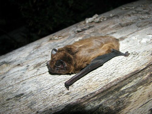 Lesser Noctule, Okręg Dibra, Albania, photo 10 of 10