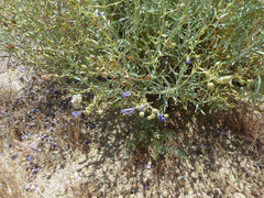 Penstemon incertus