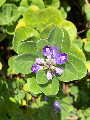 Vitex rotundifolia