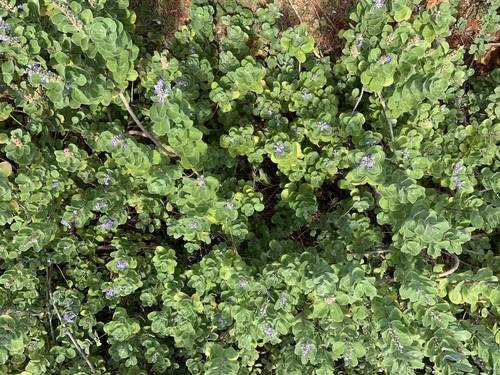 varigated chastetree (Vitex trifolia)