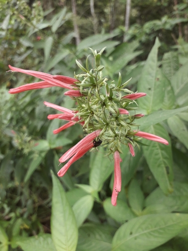 Dianthera calycina