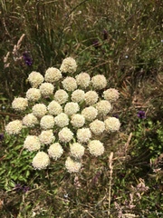 Angelica hendersonii