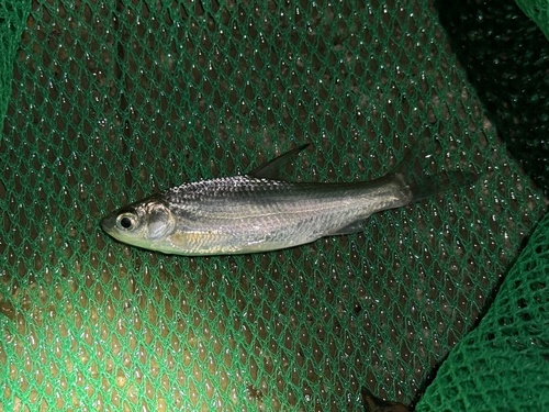 Simoni sharpbelly (Pseudobrama simoni) — Cyprinidae — 3
