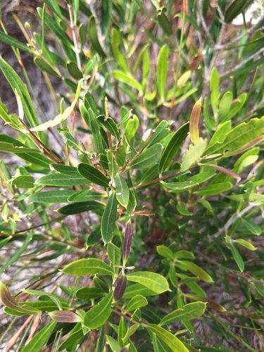 Image of Dune Olive (Olea exasperata) by (c) Adele SL, some rights reserved (CC BY)