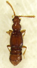 Stenosagola thayerae