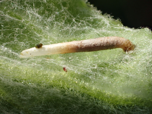 Fleabane Case-bearer