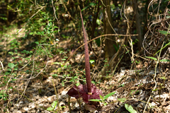 Amorphophallus henryi