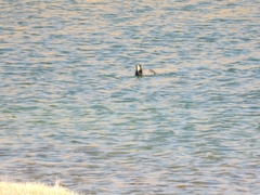 Fulica gigantea
