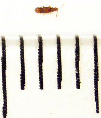 Stenosagola thayerae