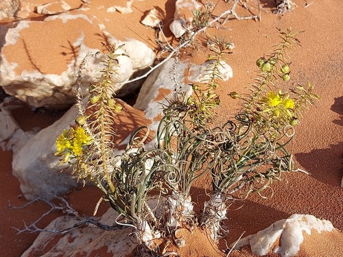 Bulbine caput-medusae