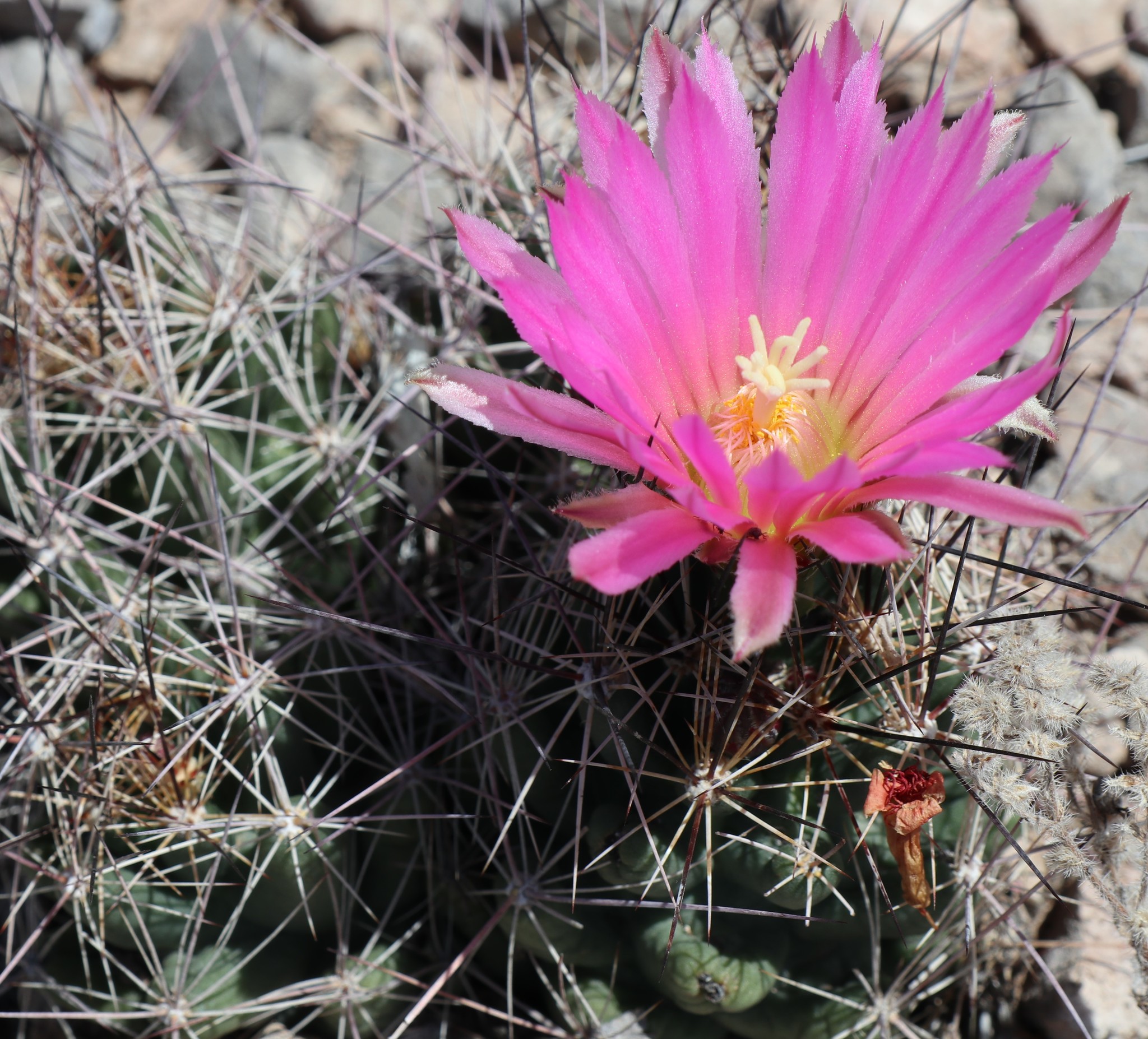 Coryphantha macromeris ssp. macromeris