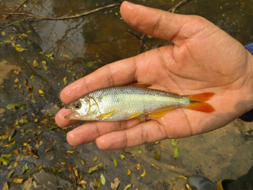 Shortmouth pike characin (Oligosarcus brevioris) — Characidae — 5