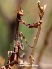 Pseudovates chlorophaea