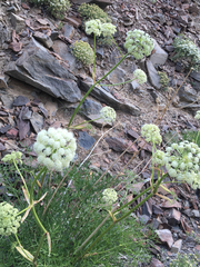 Angelica lineariloba