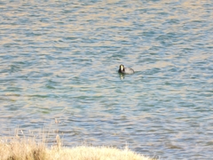 Fulica gigantea