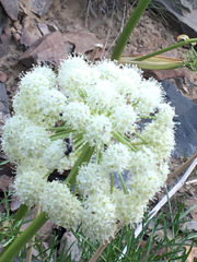 Angelica lineariloba