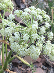 Angelica lineariloba