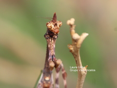 Pseudovates chlorophaea