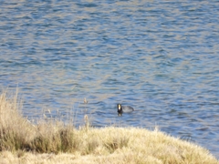 Fulica gigantea