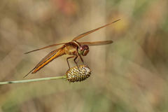 Libellula needhami